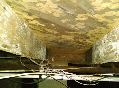 Mold crawlspace