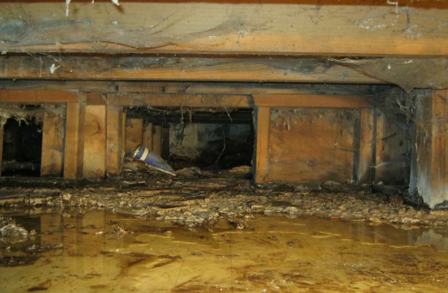 Mold crawlspace wet