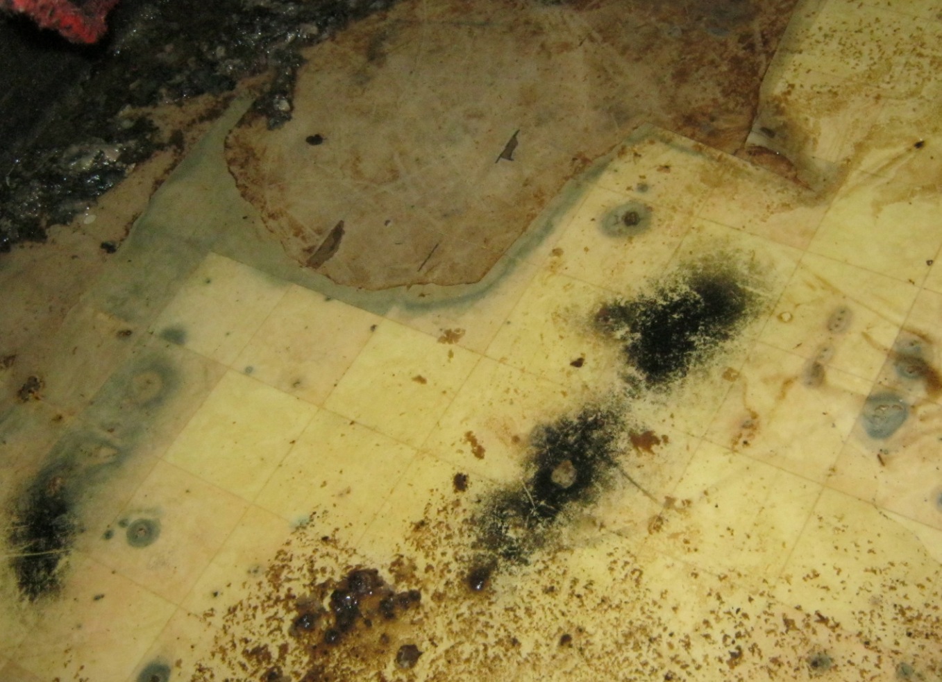 Mold crawlspace floor