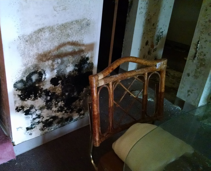 Mold Damage