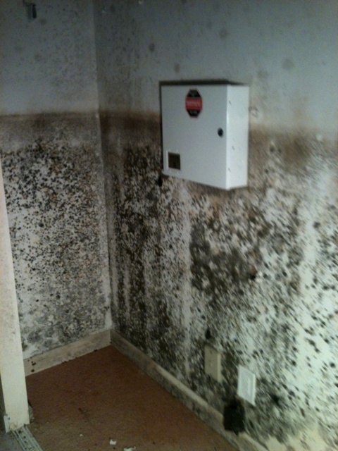 Mold from flood