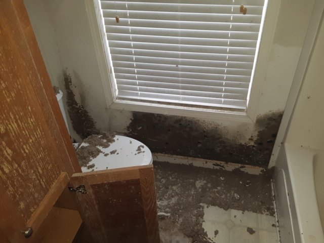Mold after hurricane