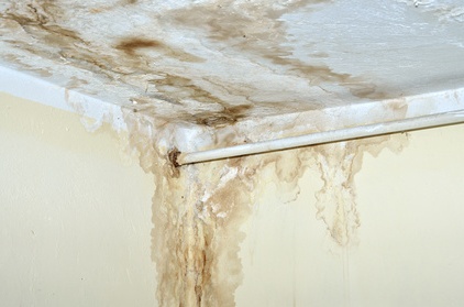 mold from water damage