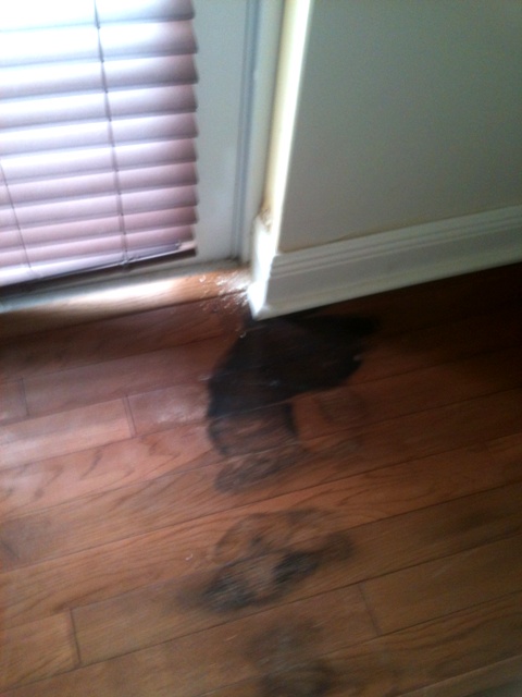 Mold hardwood floor