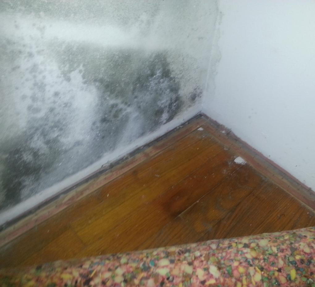 Mold in closet