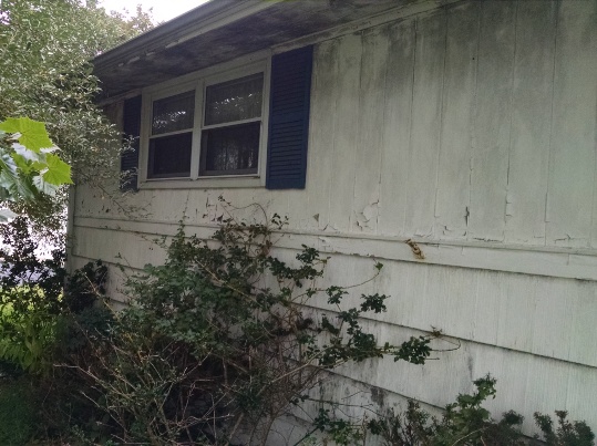 exterior house mold