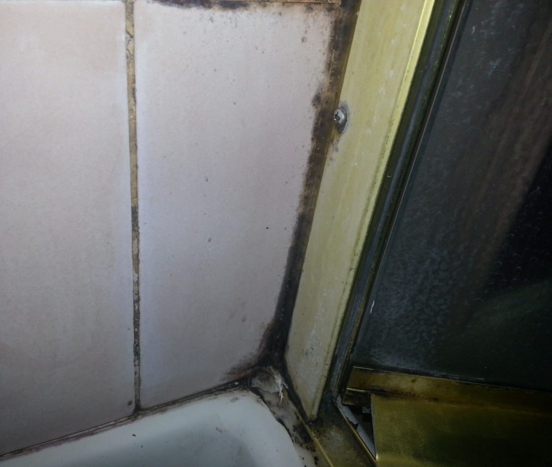 shower mold