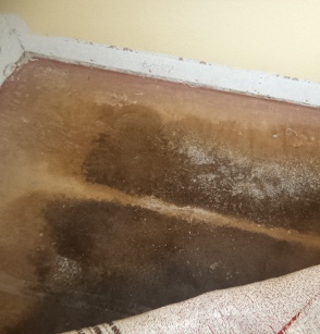 mold under carpet