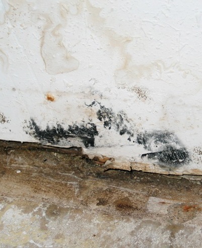 Homeowners Insurance Mold