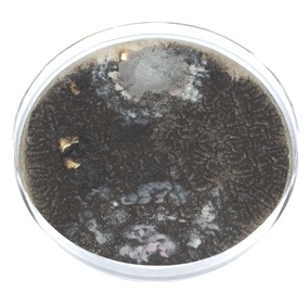 Phoma Mold