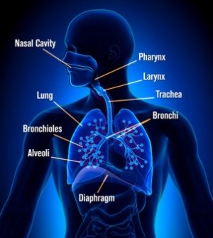 Respiratory System