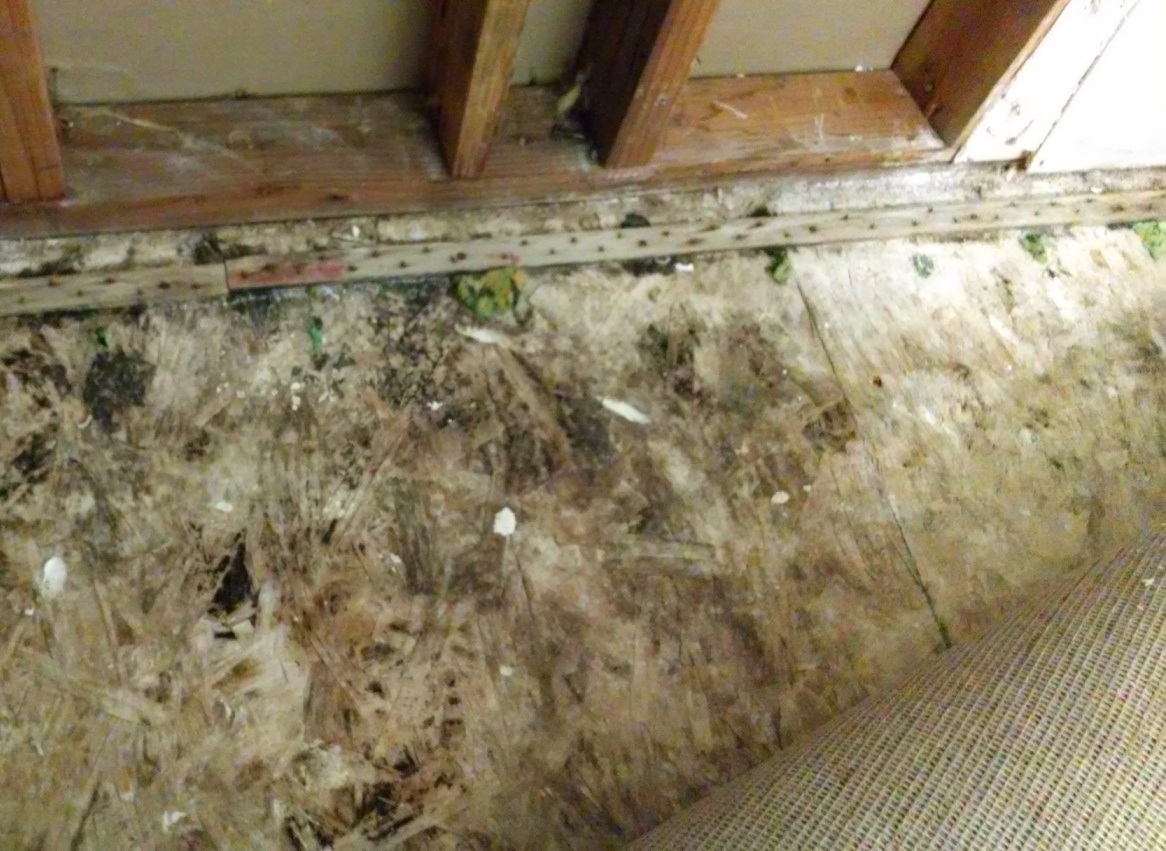 Mold under carpet
