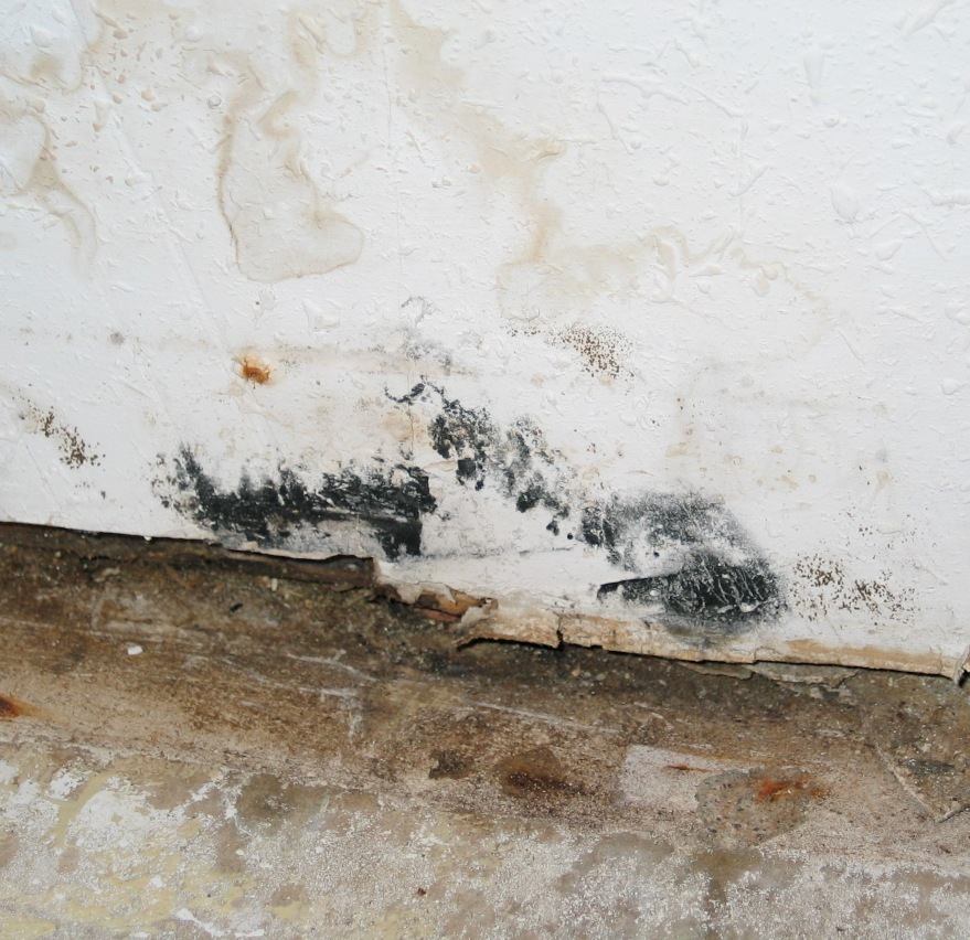 Wall floor mold