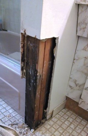 bathroom mold