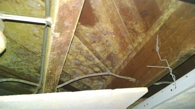 mold above drop ceiling